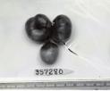 Click for 1 image(s) for this accession. FRUIT